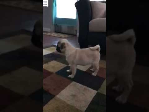 Female Pug Puppy!!!!!!!!!!!!