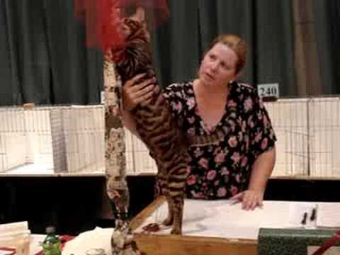 toyger ^