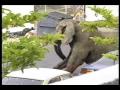 Ver Video