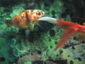 My Fish