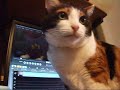 なでなでを待つ猫 - Cat waits for me.