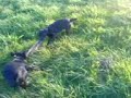 patterdale terriersx2 pups first rat