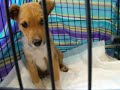 Pixie (Sheltie/Rat terrier/Red Heeler/Jack Russell) 10wk. old Puppy! NEEDS ADOPTED! Pixie (Sheltie/Rat terrier/Red Heeler/Jack Russell) 10wk. old Puppy! NEEDS ADOPTED!