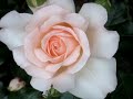 Chandos Beauty - hybrid tea rose