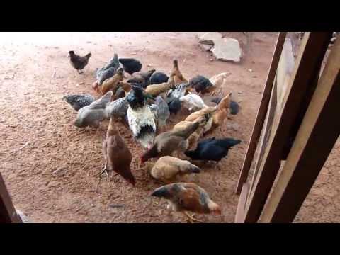 caipira - (in english Bellow) Ração barata para frango/galinha caipira Eu só dava milho e as galinhas botavam poucos ovos e os frangos não cresciam. Depois de pesquisa...