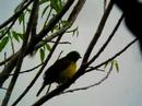 Brown-throated Sunbird - Anthreptes malacensis