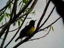 Brown-throated Sunbird - Anthreptes malacensis