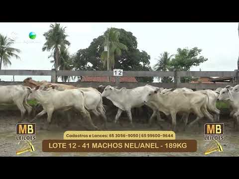 536� LEIL�O VIRTUAL MB LEIL�ES