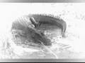FPL Invades the Swamp: An Everglades Earth First Film