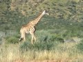 Okapuka Ranch Safari - Near Windhoek, Namibia