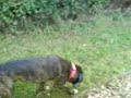 Finlay explores the garden