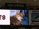 jyapan tokyo dome tsuneo cm