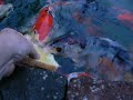 Koi food Koi food