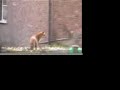 Me filming a fox with michael jackson playing Me filming a fox with michael jackson playing