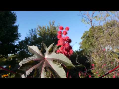 castor beans castor beans