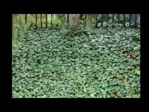 how to eliminate ivy in the ground