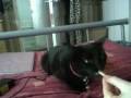amywharr1991,quickcapture,video