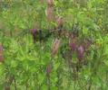 Wallabies use our garden as a nursery! Camera and edit, Lina Eve. Beautiful piano and authentic nature sounds, Fred Cole. All the wallabies are wild, so took ages to win their confidence enough to get close enough to film.