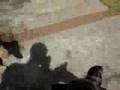 videos de Sneaking up on Athena and Lola