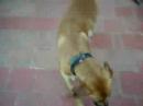 Onze hondjes