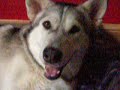 Malamute puppies born 08-12-07 newborns
