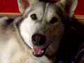 Malamute puppies born 08-12-07 newborns 