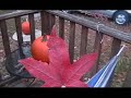 A Fall day A Fall day