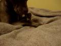videos de Ivy Nail Biting