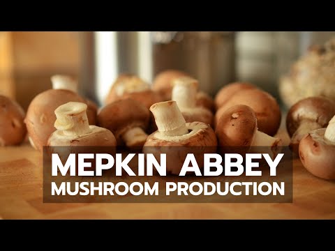 mushroom - A short visit to see how Cistercian monks at Mepkin Abbey produce their world famous oyster mushrooms.