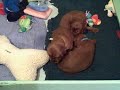 Dorigan Irish Setter puppies Oct 17 2008 -
