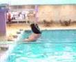 fat boy falls in to pool 