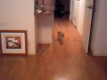 kitten  Cat : kira-chan