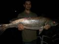 Big jewfish Mulloway Caught in Sydney Freddo's