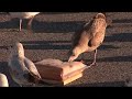 Christmas with the Gulls 2007! [landGulls Project]