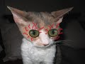Catnip-Reefer Madness! Catnip-Reefer Madness!