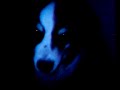 Ghost Dog