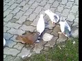 gopbarrdhi edhe kolloshat gopbarrdhi edhe kolloshat