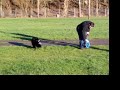 Henry dog Henry dog