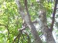 videos de WeiÃe Lemuren im Parc National des Tsingy