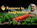 Are Shrimp Beneficial To An Aquarium
