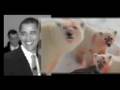 Polar Bears