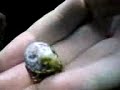 Pra quem nunca viu  um mini paguro fora da concha, ai está um mini paguro entrando numa concha...ele ficou mais de 4 horas fora de uma concha. fiquei com dó dele, peguei uma concha e coloquei na minha mão, junto à ele. ai ele entrou.. 