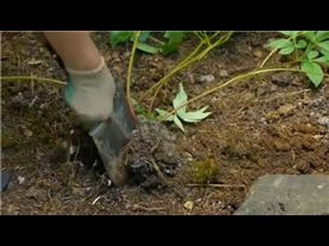 how to transplant fern peonies