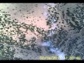 MadCow Rocketry Super DX3 High Power Sport Rocket Launch with Aerial Video