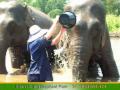 Baan Chang Elephant Park