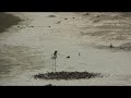 The Endangered Hawaiian Stilt The Endangered Hawaiian Stilt