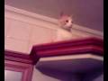 Ka�ak Kedi