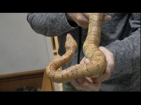 YouTube reptile video