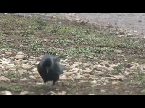 how to provide water for birds in winter