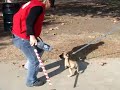 Pit Bull pup on leg sleeve